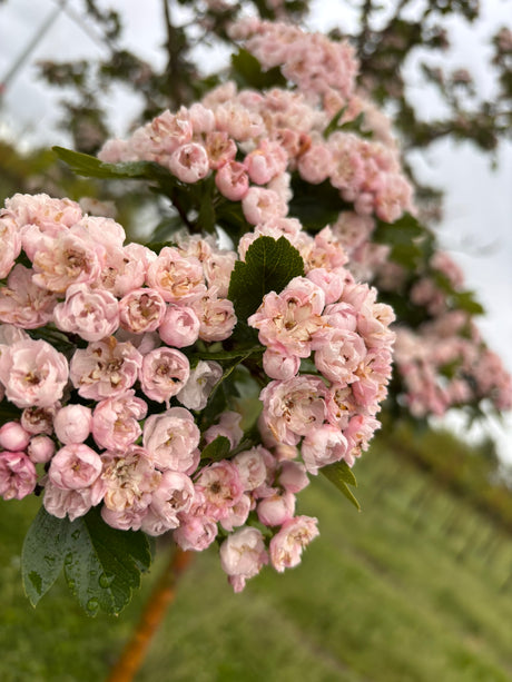 Toba-Rotdorn; hier mit Blüte; kompakt; Einsatzmöglichkeit z.B. : Solitärpflanze;;mit zeitnaher Lieferung