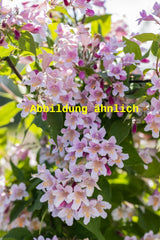 Genaues Foto für Kolkwitzia amabilis 'Rosea' folgt; dieses ähnliche Bild dient der Illustration von Perlmuttstrauch 'Rosea'