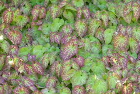 Epimedium x cantabrigiense als Pflanze im Beet; Einsatz: ;;ab 5,20 Euro