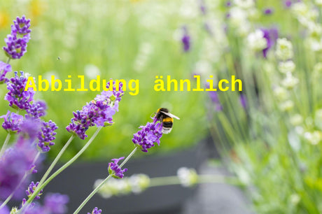 Genaues Foto für Lavandula angustifolia 'Lavance Purple' folgt; dieses ähnliche Bild dienst der Illustration von Garten-Lavendel
