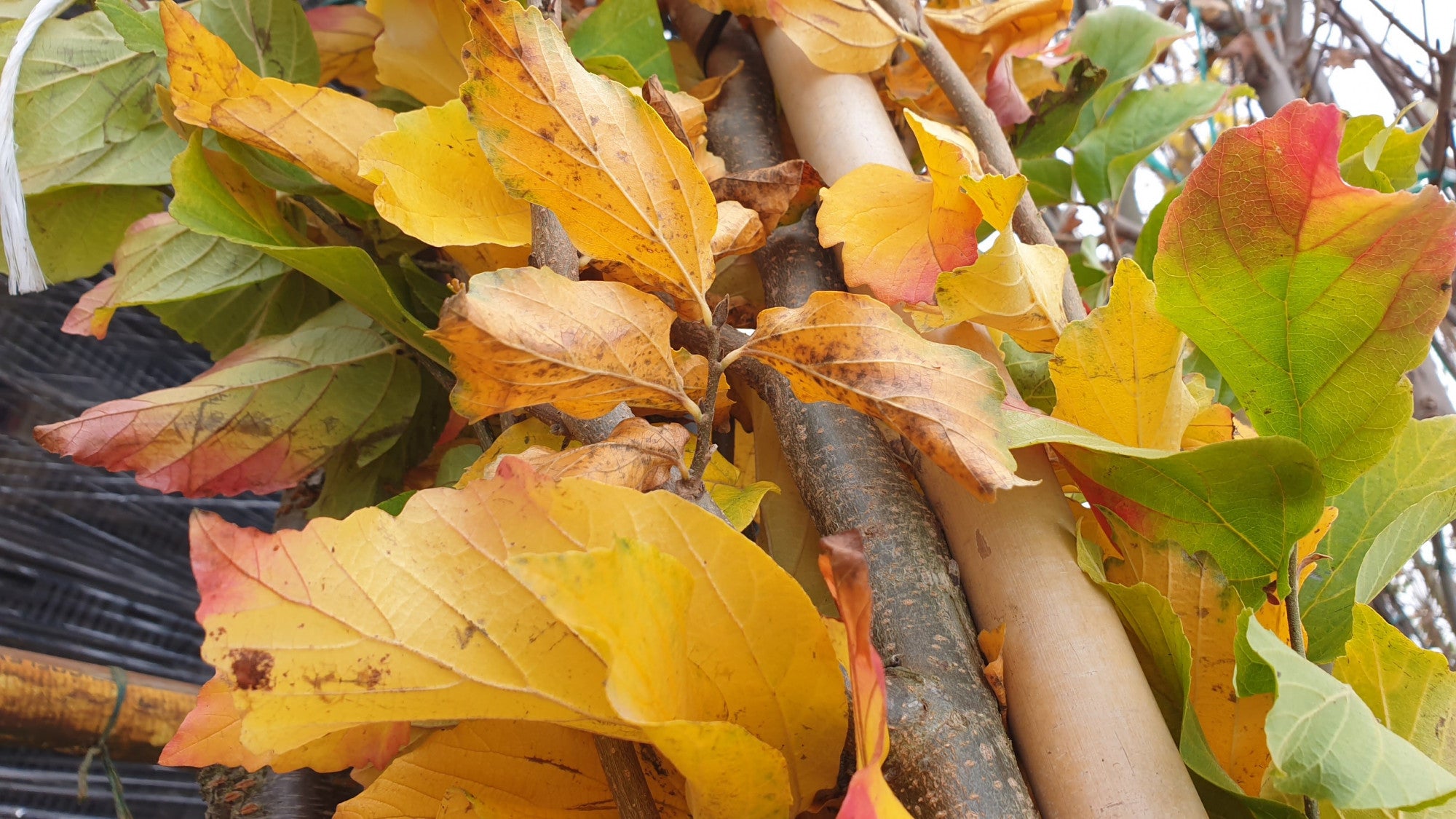 Parrotia persica 'Vanessa' (Eisenbaum 'Vanessa')