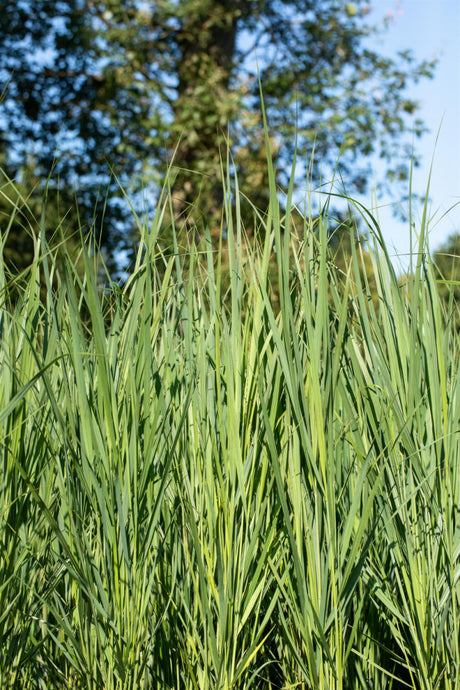 Garten-Ruten-Hirsen als Pflanze im Beet; Einsatz: Gruppenpflanzung, aufrecht wachsend;;günstig mit Qualität