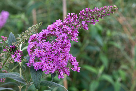 Buddleja davidii 'Border Beauty' mit Blüte, erhältlich von 60-100 bis 125-150 cm; Einsatz: ;;ab 13,00 Euro