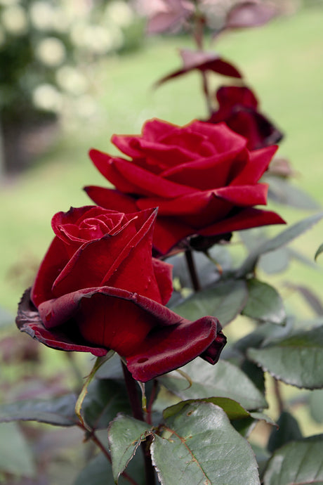 Rosa 'Barkarole' TH mit Blüte; Einsatz: ;;ab 10,90 Euro