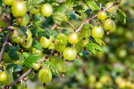 Ribes uva-crispa, weiß mit Früchten, erhältlich von 3- bis 80-90 cm; Einsatz: , ;;ab 11,80 Euro