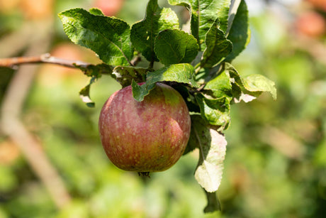 Malus 'Gewürzluikenapfel' mit Früchten, erhältlich von 150-200 bis 450-650 cm; Einsatz: ;;ab 34,60 Euro