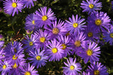 Aster amellus 'Blue King'; winterhart;;ab 0,00 Euro
