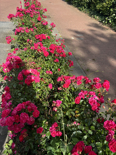 Bodend. Rose 'Heidefeuer' als Pflanze im Beet; Einsatz: Gruppenpflanzungwinterhart;;hier kaufen