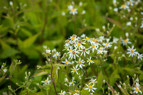 Aster divaricatus 'Tradescant' mit Blüte; Einsatz: ;;ab 4,10 Euro