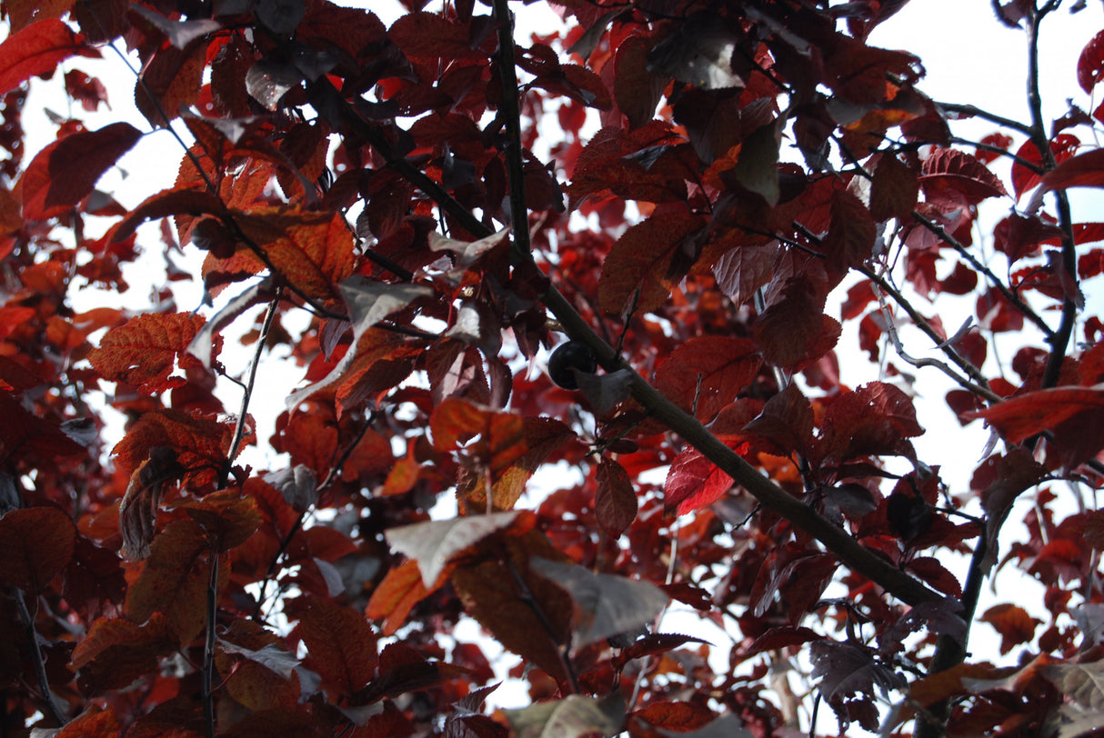 Prunus cerasifera 'Nigra' mit Sommerbelaubung, erhältlich von 60-100 bis 450-650 cm; Einsatz: ;;ab 15,70 Euro