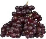 Vitis 'Nero'; mit Früchten/Fruchtbehang; robust; Einsatzmöglichkeit z.B. : Obstgarten; erhältlich von 80-100 bis 80-100 cm;;ab 44,50 Euro