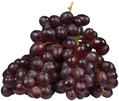 Vitis 'Nero' mit Früchten, erhältlich von 80-100 bis 80-100 cm; Einsatz: , ;;ab 20,05 Euro
