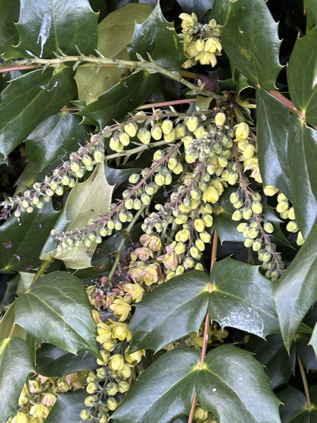 Mahonia bealei mit Blüte, erhältlich von 40-60 bis 60-80 cm; Einsatz: ;;ab 46,00 Euro
