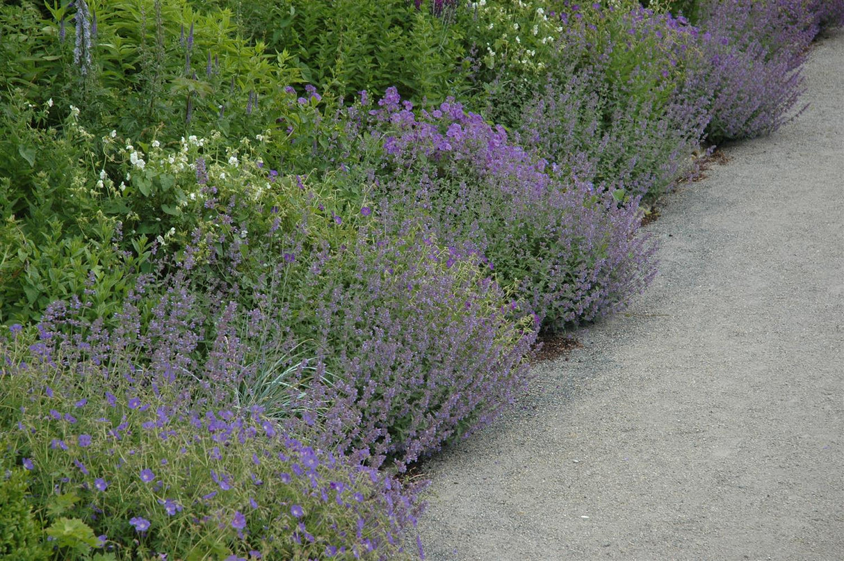 Calamintha nepeta, blau als Pflanze im Beet; Einsatz: ;;ab 3,50 Euro