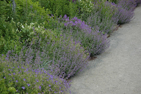 Calamintha nepeta, blau als Pflanze im Beet; Einsatz: ;;ab 3,50 Euro