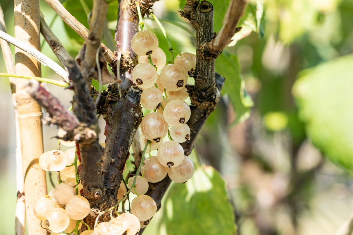 Ribes sativum 'Weiße Versailler' mit Früchten, erhältlich von 3- bis 80-90 cm; Einsatz: ;;ab 15,90 Euro