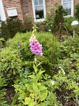 Digitalis purpurea; hier mit Blüte; bienenweide; Einsatzmöglichkeit z.B. : Bauerngarten;;ab 0,00 Euro