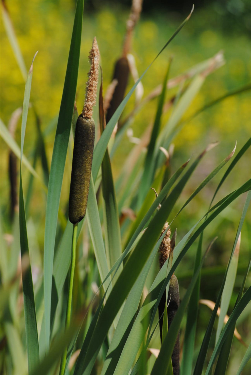Typha angustifolia (Schmalblättriger Rohrkolben)
