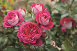 Rosa 'Maxim' TH; hier mit Blüte; robust; Einsatzmöglichkeit z.B. : Einzelstellung;;ab 11,10 Euro