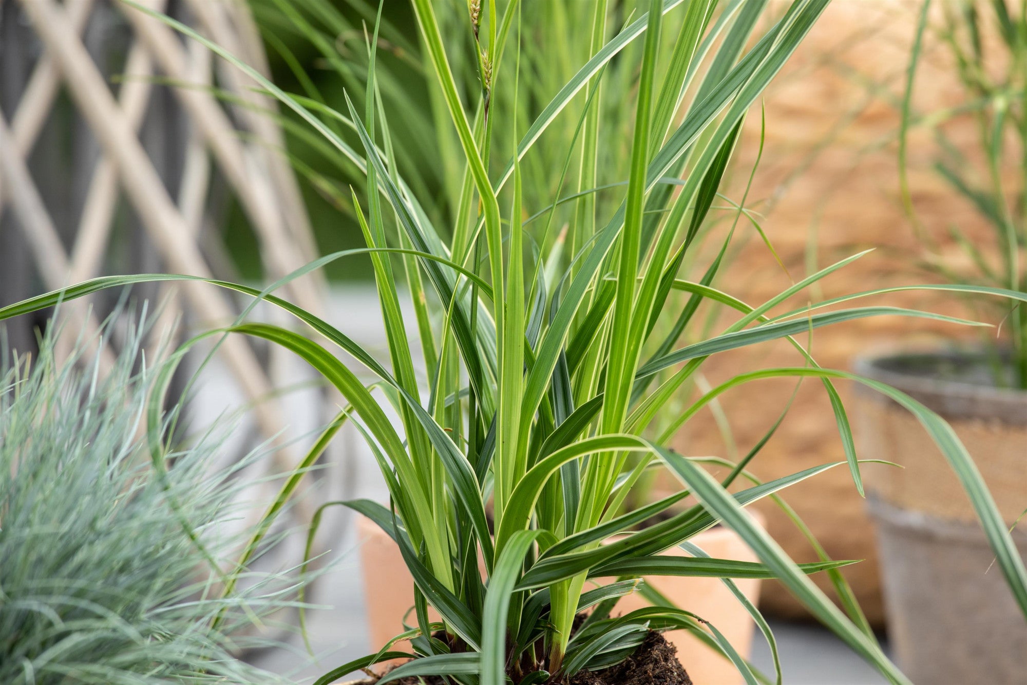 Carex morrowii 'Variegata' (Bunte Garten-Segge)
