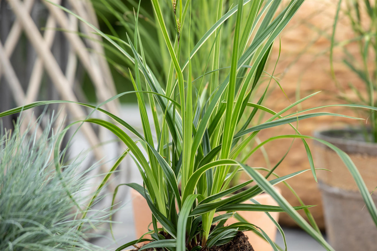 Carex morrowii 'Variegata' ;;ab 3,30 Euro