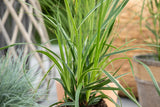 Carex morrowii 'Variegata'; schöne Blattfärbung; verfügbar in 2 Größen und Varianten;;ab 0,00 Euro
