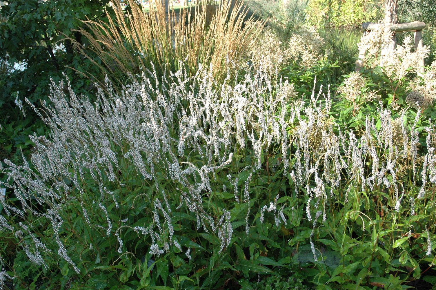 Bistorta amplexicaulis 'Alba' (Garten-Kerzenknöterich)