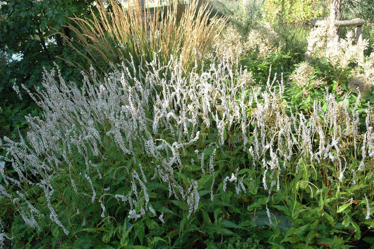 Bistorta amplexicaulis 'Alba' mit Blüte; Einsatz: ;;ab 8,50 Euro