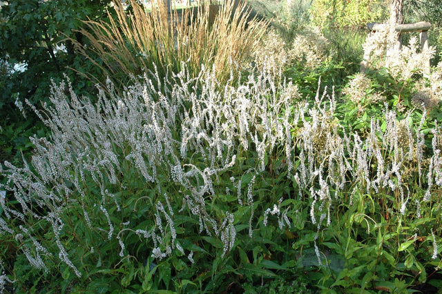 Bistorta amplexicaulis 'Alba' mit Blüte; Einsatz: ;;ab 8,50 Euro