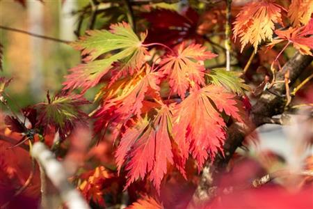Acer japonicum 'Aconitifolium' mit Herbstlaub; Einsatz: parkbaumpflegeleicht;;ab 77,00 Euro