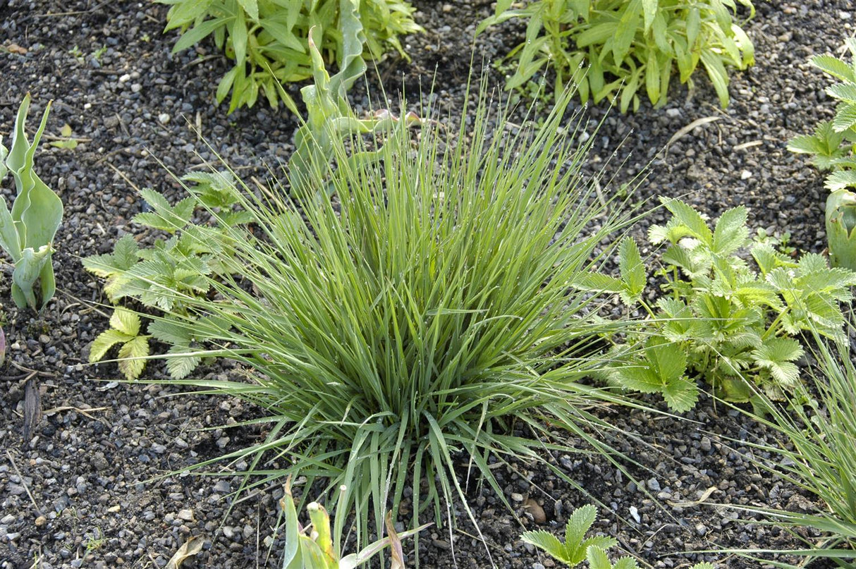 Molinia caerulea 'Edith Dudszus' mit Blüte; Einsatz: ;;ab 4,15 Euro