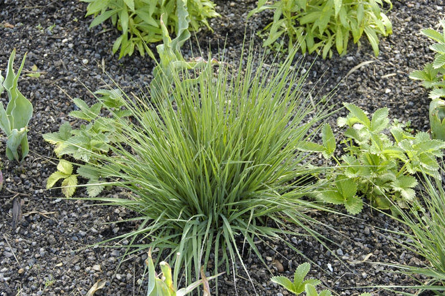 Molinia caerulea 'Edith Dudszus' mit Blüte; Einsatz: ;;ab 4,15 Euro