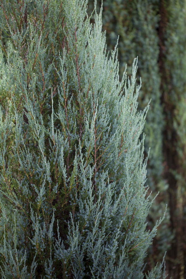 Juniperus scopulorum 'Skyrocket' , erhältlich von 30-40 bis 200-225 cm;;ab 14,80 Euro