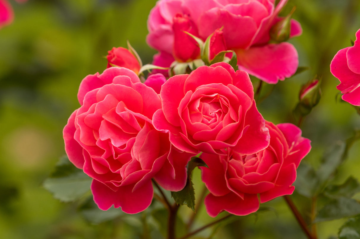 Rosa 'Melusina' BT mit Blüte; Einsatz: , ;;ab 8,35 Euro