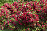 Weigela 'Red Prince' mit Blüte, erhältlich von 40-60 bis 80-100 cm; Einsatz: ;;ab 15,20 Euro