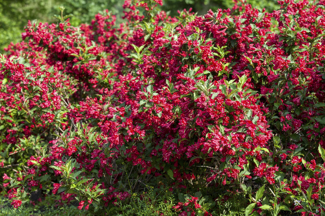 Weigela 'Red Prince' mit Blüte, erhältlich von 40-60 bis 80-100 cm; Einsatz: ;;ab 15,20 Euro