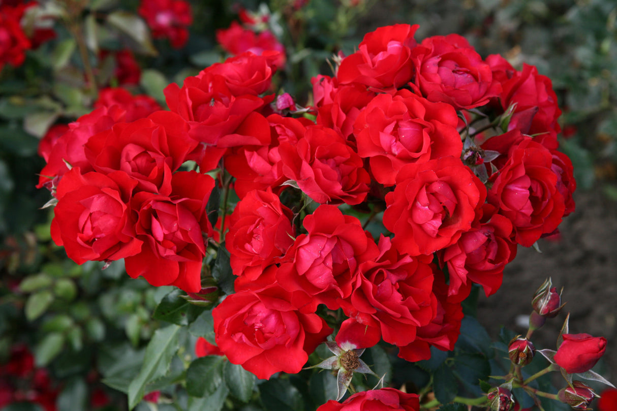 Rosa 'Black Forest Rose' BT mit Blüte; Einsatz: ;;ab 8,10 Euro
