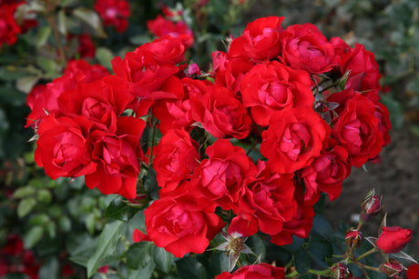 Rosa 'Black Forest Rose' BT mit Blüte; Einsatz: ;;ab 8,10 Euro