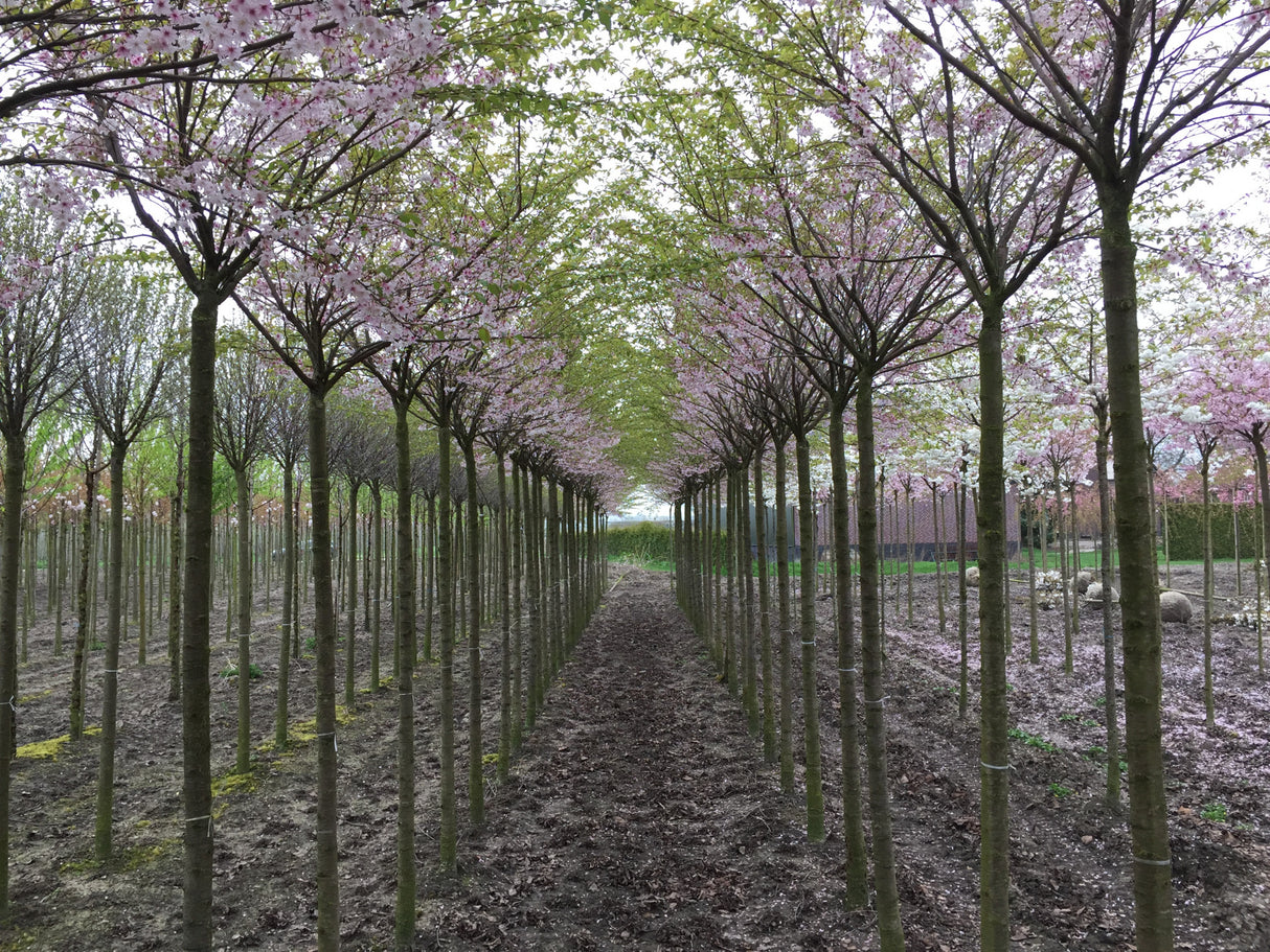 Prunus subhirtella 'Autumnalis Rosea' als Pflanze im Beet, erhältlich als: Hochstamm, Solitär; Einsatz: Parksduftende Blüten;;günstig mit Qualität