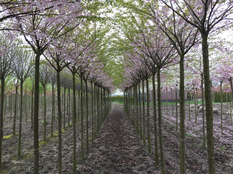 Prunus subhirtella 'Autumnalis Rosea' als Pflanze im Beet, erhältlich als: Hochstamm, Solitär; Einsatz: Parksduftende Blüten;;günstig mit Qualität