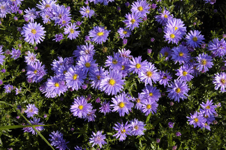 Aster dumosus 'Prof. Anton Kippenberg' mit Blüte; Einsatz: ;;ab 3,25 Euro