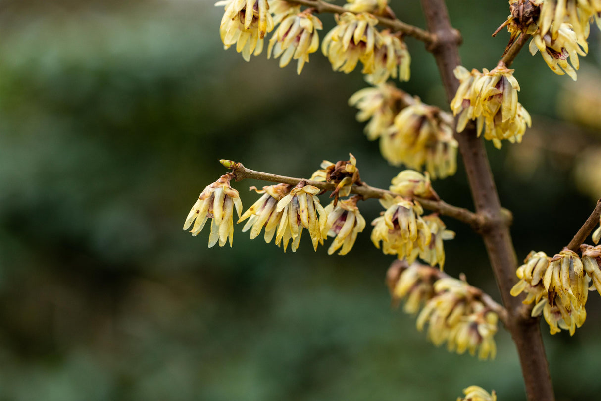 Chimonanthus praecox , erhältlich von 60-80 bis 150-175 cm;;ab 37,40 Euro