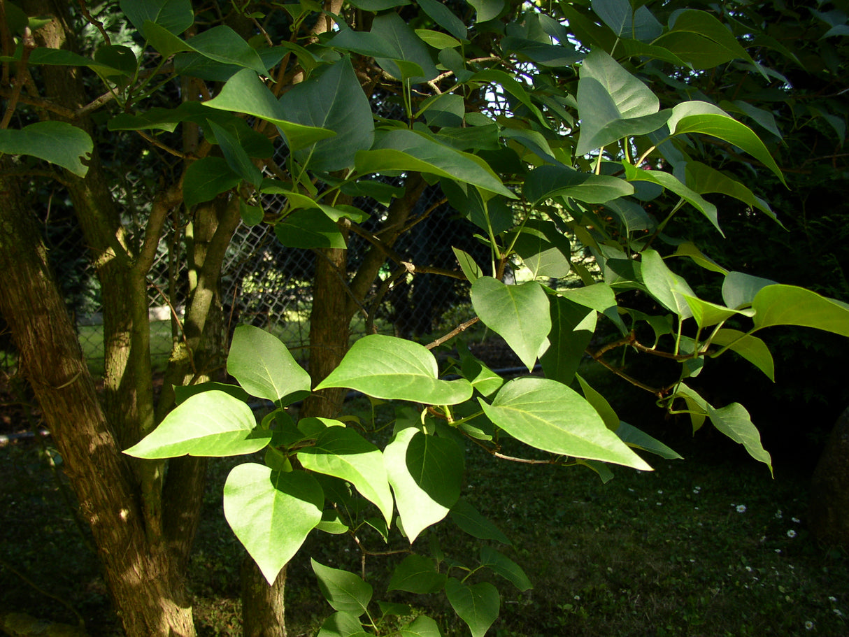 Syringa vulgaris mit Belaubung, erhältlich von 40-60 bis 150-175 cm; Einsatz: ;;ab 3,95 Euro