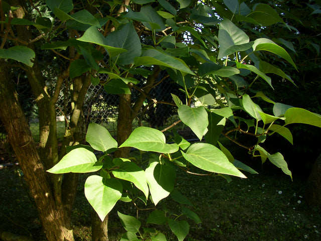 Syringa vulgaris mit Belaubung, erhältlich von 40-60 bis 150-175 cm; Einsatz: ;;ab 3,95 Euro