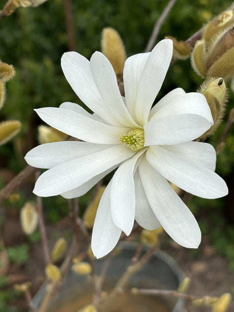 Magnolia stellata mit Blüte, erhältlich von 40-60 bis 150-175 cm; Einsatz: ;;ab 42,80 Euro