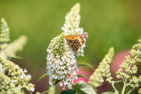 Buddleja dav. 'Reve de Papillon White' , erhältlich von 60-100 bis 125-150 cm;;ab 13,00 Euro