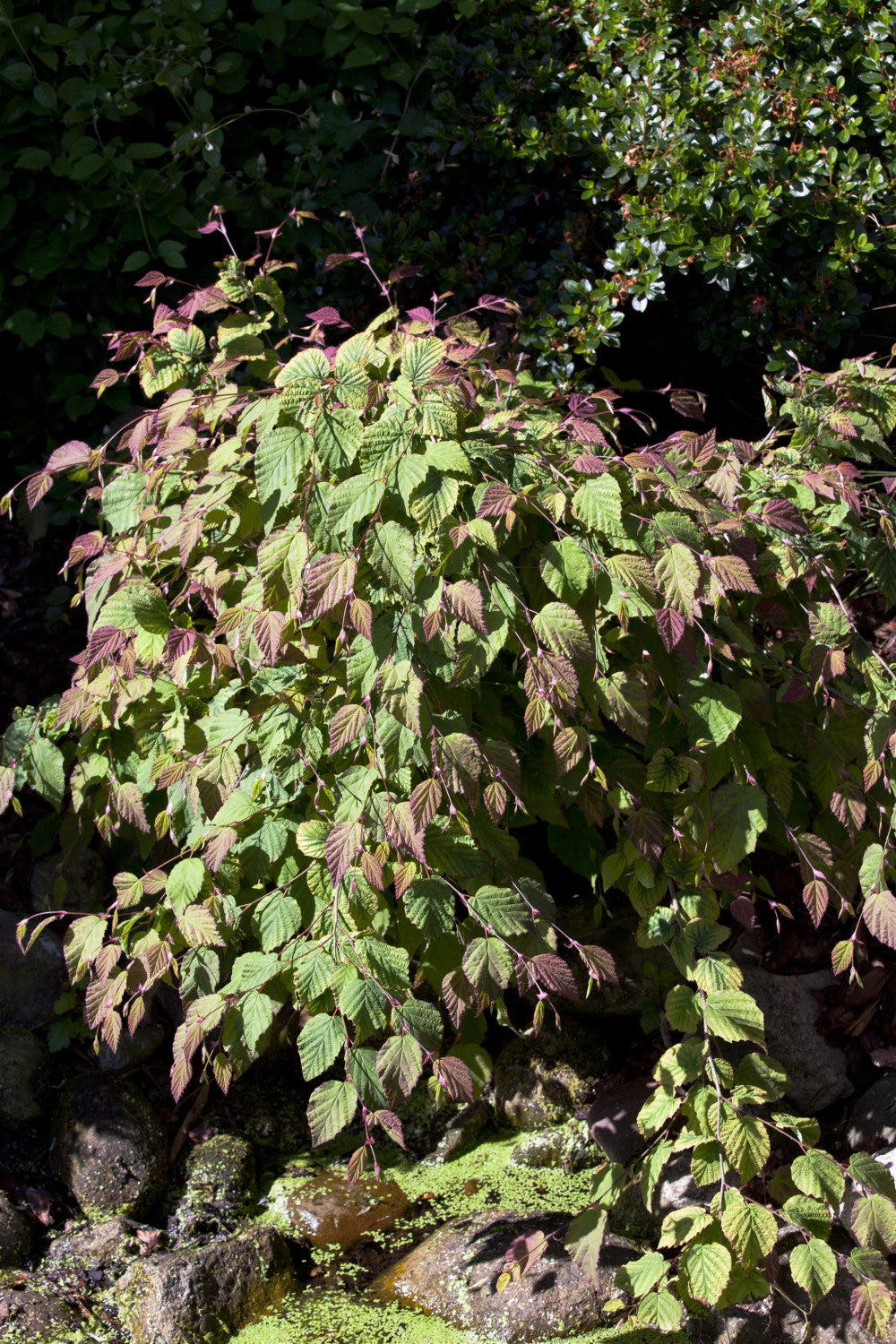 Corylopsis spicata (Hohe Scheinhasel)