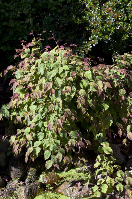 Corylopsis spicata , erhältlich von 40-60 bis 80-100 cm;;ab 37,40 Euro