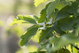 Acer griseum mit Belaubung; Einsatz: ;;ab 63,00 Euro