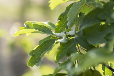 Acer griseum; hier mit Belaubung; dekorativ; Einsatzmöglichkeit z.B. : Hausgarten;;ab 84,50 Euro